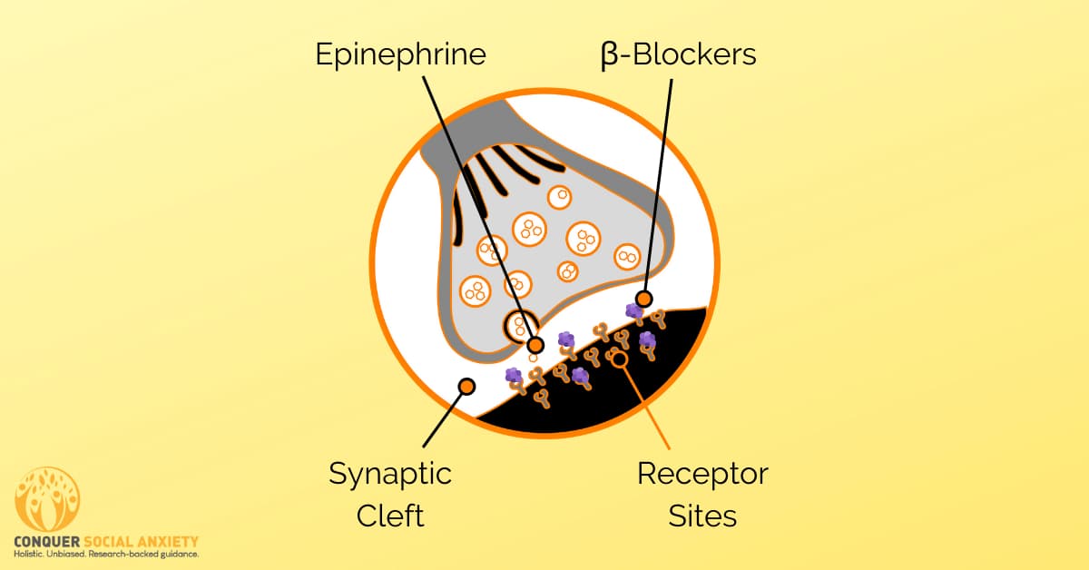 β-adrenergic antagonists, also called beta-blockers, block certain receptor sites in the nervous system which usually interact with the neurotransmitters epinephrine and norepinephrine.