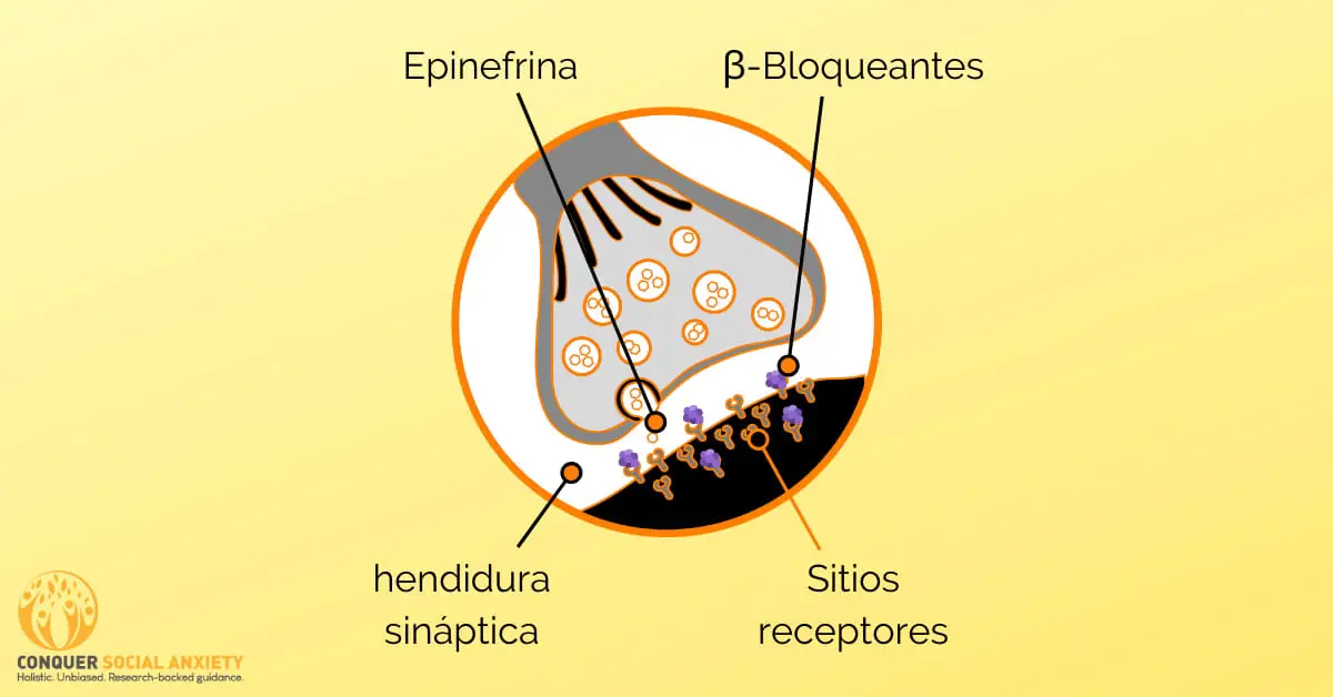 Los antagonistas β-adrenérgicos, también llamados betabloqueantes, bloquean ciertos sitios receptores del sistema nervioso que suelen interactuar con los neurotransmisores epinefrina y norepinefrina.