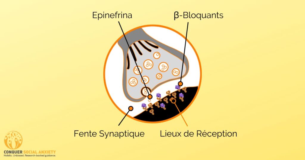 Les antagonistes β-adrénergiques, également appelés bêta-bloquants, bloquent certains sites récepteurs du système nerveux qui interagissent généralement avec les neurotransmetteurs épinéphrine et norépinéphrine.